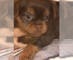 Small #34 Breeder Profile image