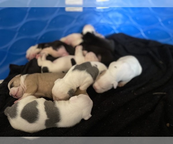 Medium Photo #1  Breeder Profile in CHARLOTTE, NC, USA