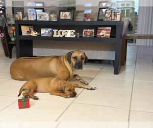 Rhodesian Ridgeback Dog Breeder near DAYTONA BEACH, FL, USA