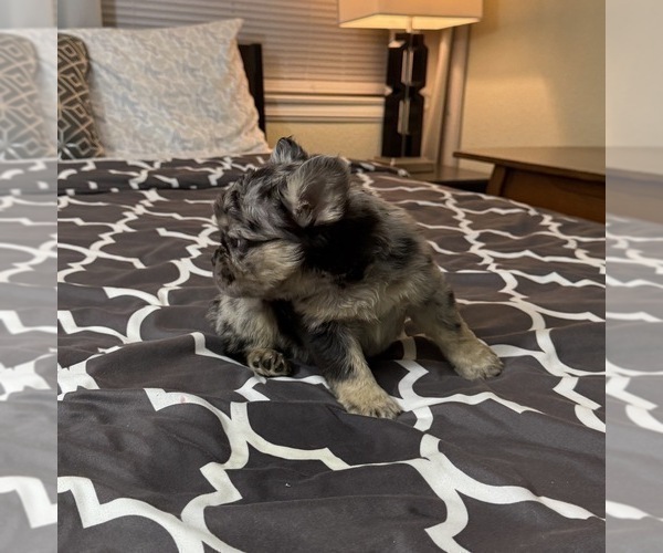 Medium Photo #16  Breeder Profile in PALMDALE, CA, USA