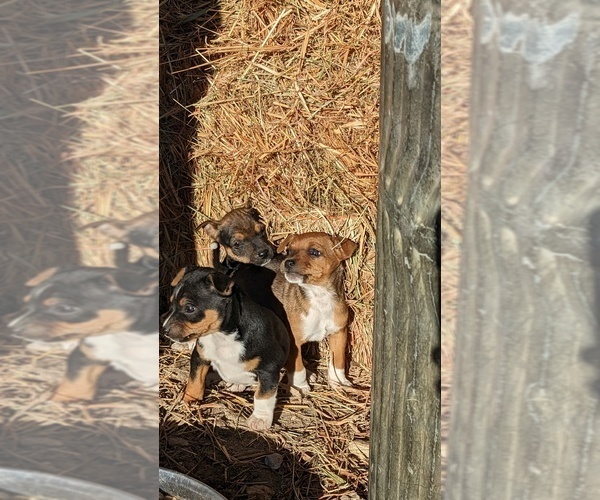 Medium Photo #18  Breeder Profile in DORA, MO, USA