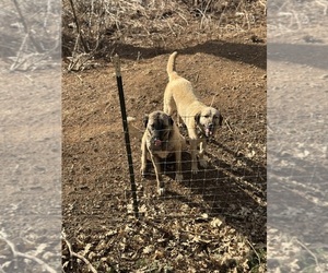Kangal Dog Dog Breeder near SELMA, OR, USA