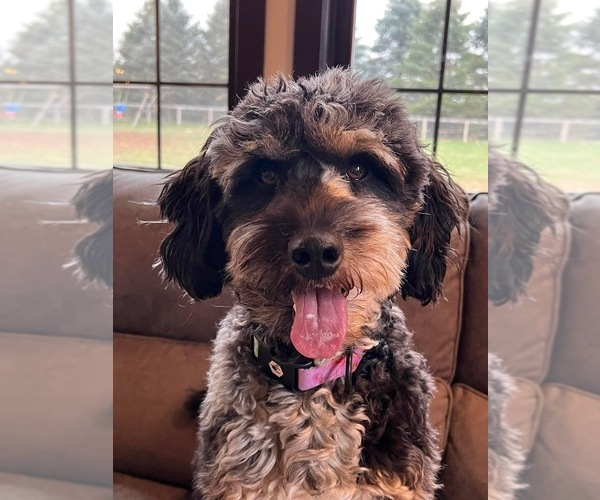 Medium Photo #11  Breeder Profile in SHIOCTON, WI, USA