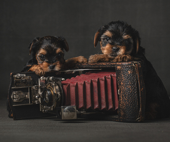 Medium Photo #1  Breeder Profile in FUQUAY VARINA, NC, USA