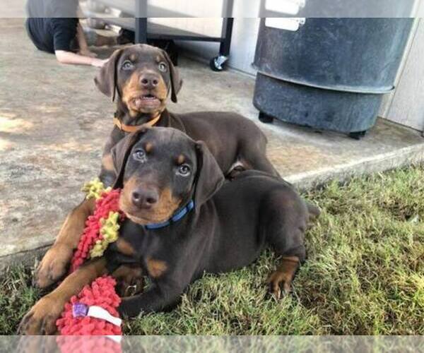 Medium Photo #1  Breeder Profile in ADKINS, TX, USA