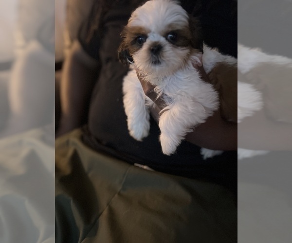 Medium Photo #1  Breeder Profile in HUNTERTOWN, IN, USA