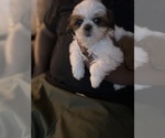 Small breeder photo