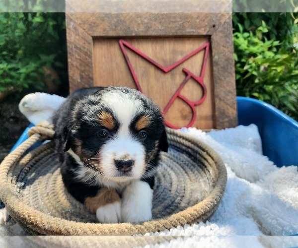 Medium Photo #4  Breeder Profile in RUSSELLVILLE, AL, USA