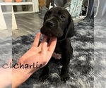 Small #1 Breeder Profile image