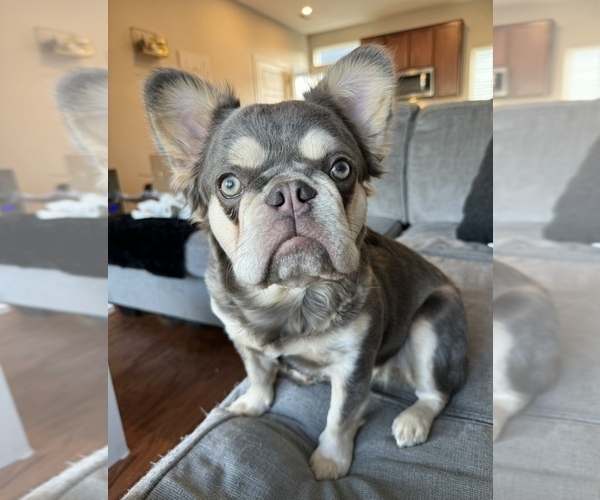 Medium Photo #10  Breeder Profile in THORNTON, CO, USA