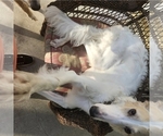Small #3 Breeder Profile image