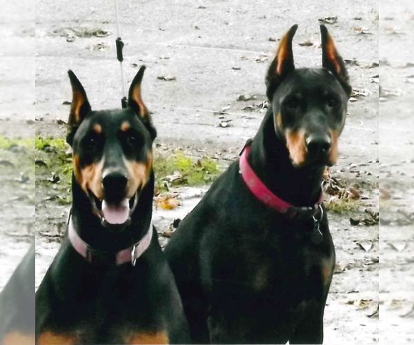 Medium Photo #1  Breeder Profile in GOLDSBORO, NC, USA