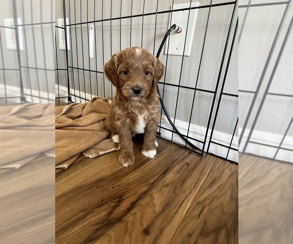 Medium Photo #9  Breeder Profile in NEPHI, UT, USA