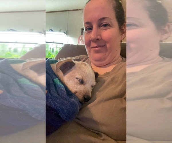 Medium Photo #1  Breeder Profile in LEESVILLE, LA, USA