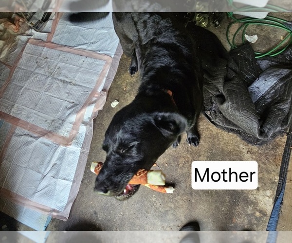 Medium Photo #1  Breeder Profile in REXFORD, NY, USA