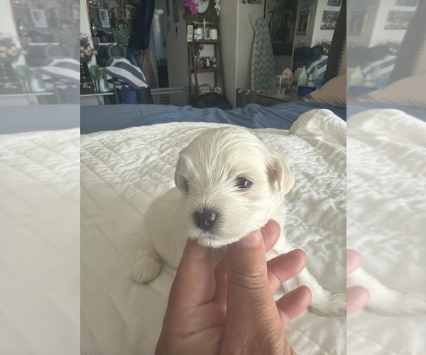 Medium Photo #4  Breeder Profile in SAN JOSE, CA, USA