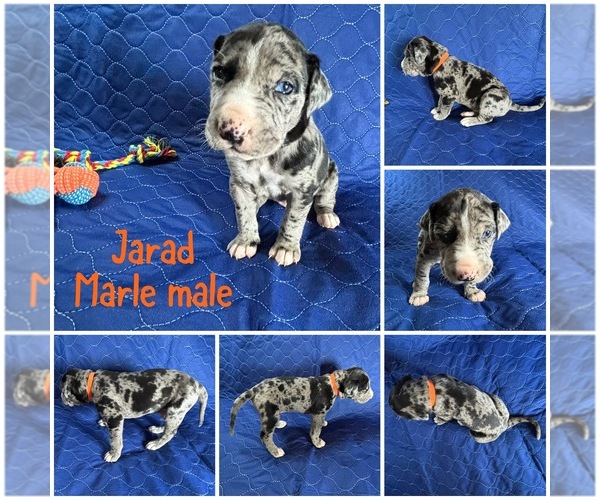 Medium Photo #2  Breeder Profile in BROOKFIELD, MA, USA