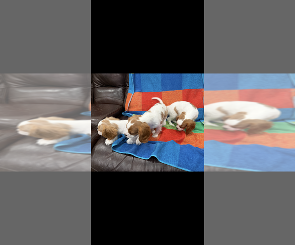 Medium Photo #5  Breeder Profile in BELLFLOWER, CA, USA