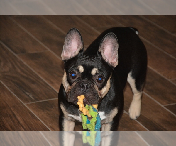 Medium Photo #1  Breeder Profile in LAKELAND, FL, USA