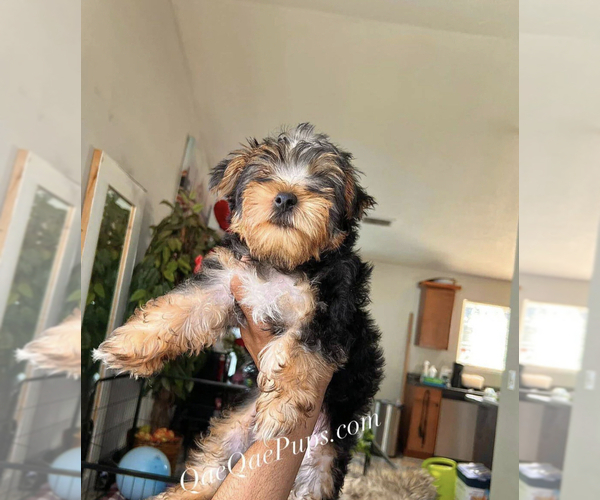 Medium Photo #1  Breeder Profile in INKSTER, MI, USA