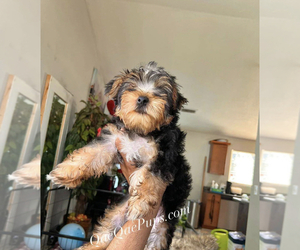 Poodle (Standard) Dog Breeder near INKSTER, MI, USA