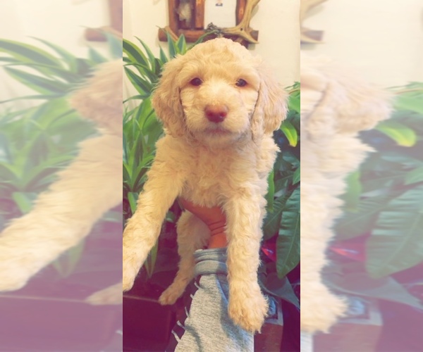 Medium Photo #1  Breeder Profile in LOS ANGELES, CA, USA