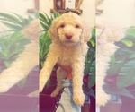 Small breeder photo