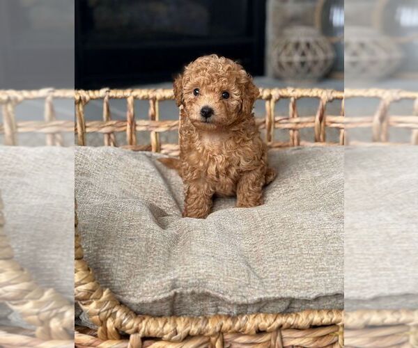 Medium Photo #3  Breeder Profile in BYRON CENTER, MI, USA