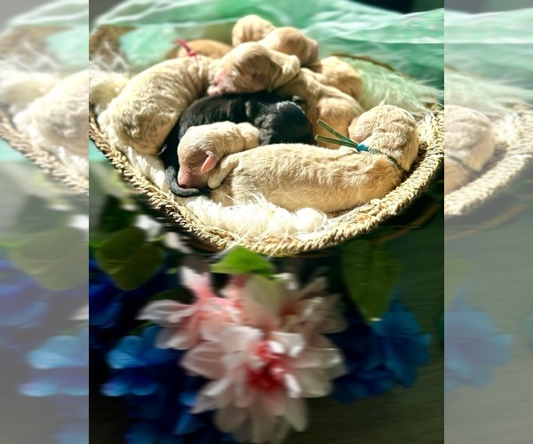 Medium Photo #4  Breeder Profile in HAMPSTEAD, NC, USA