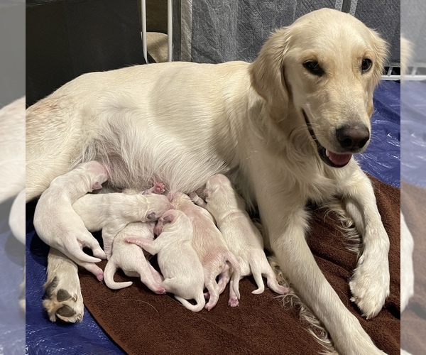 Medium Photo #1  Breeder Profile in GRANTSVILLE, UT, USA