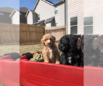 Small #1 Breeder Profile image