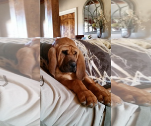 Main photo of Bloodhound Dog Breeder near CALHOUN, GA, USA