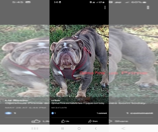 Medium Photo #10  Breeder Profile in MCALESTER, OK, USA