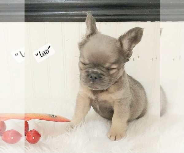 Medium Photo #28  Breeder Profile in COLONIAL BCH, VA, USA