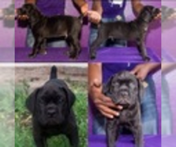 Medium Photo #1  Breeder Profile in TAMPA, FL, USA