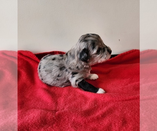 Medium Photo #7  Breeder Profile in HUNTSVILLE, AL, USA