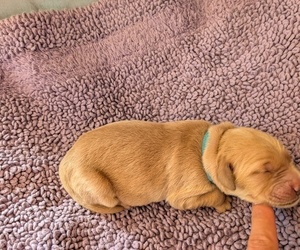 English Cream Golden Retriever Dog Breeder near DOLORES, CO, USA