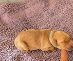 Small breeder photo