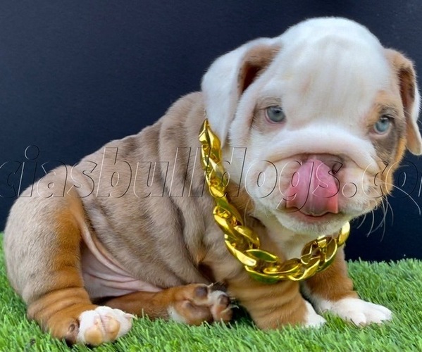 Medium Photo #1  Breeder Profile in PICO RIVERA, CA, USA