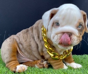 Bulldog Dog Breeder near PICO RIVERA, CA, USA