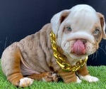 Small breeder photo