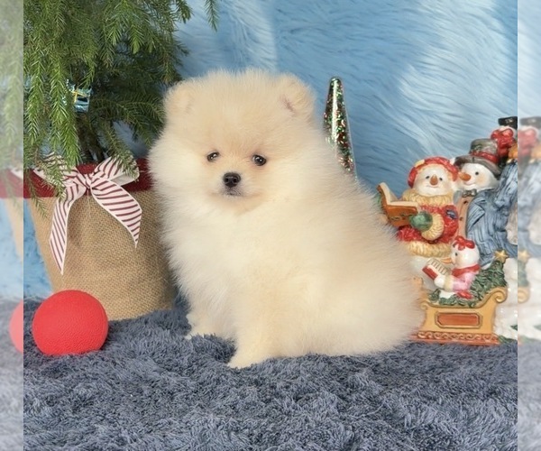 Medium Photo #7  Breeder Profile in KENNESAW, GA, USA