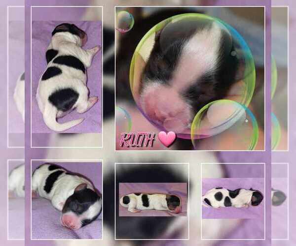 Medium Photo #7  Breeder Profile in FT WORTH, TX, USA