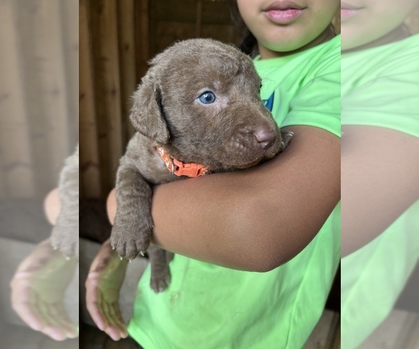 Medium Photo #9  Breeder Profile in COOKEVILLE, TN, USA