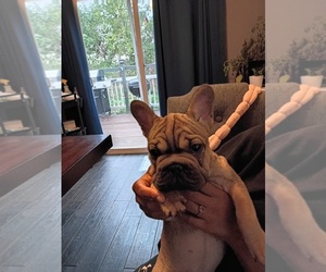 French Bulldog Dog Breeder near DENVER, CO, USA