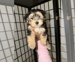Small breeder photo