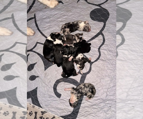 Medium Photo #8  Breeder Profile in PLACERVILLE, CA, USA