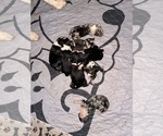 Small #7 Breeder Profile image