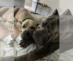Small #16 Breeder Profile image
