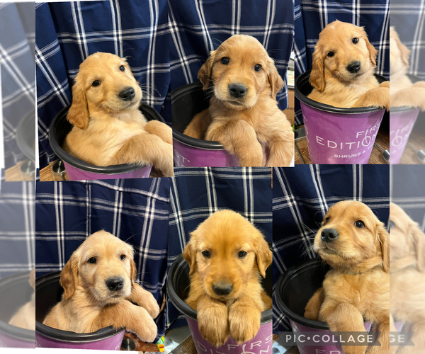 Medium Photo #2  Breeder Profile in WEBSTER, WI, USA